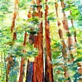 Sunlight through Redwood Trees